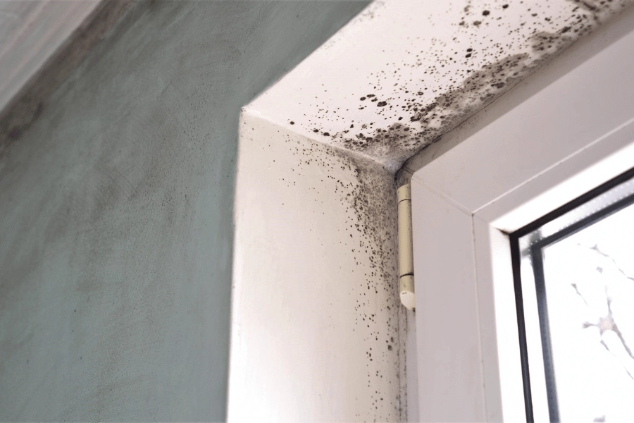 mold growing in home on the walls near a window